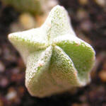 Astrophytum tulense