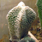 Astrophytum myriostigma cv. `Onzuka`