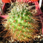 Astrophytum deminuta