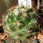 Coryphantha calipensis SB1390