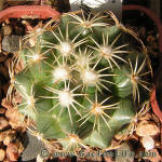 Coryphantha calipensis SB1390