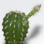 Echinocereus subinermis v. ochoterenae