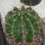 Echinopsis Tubiflora