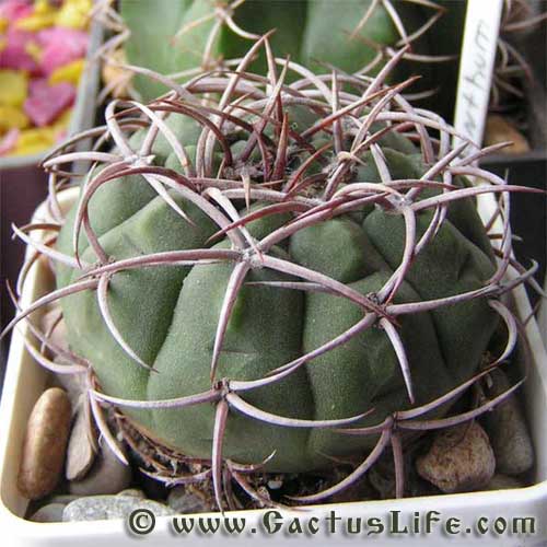 Gymnocalycium carmianthum