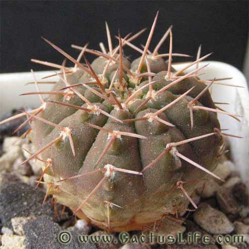 Gymnocalycium bodenbenderianum P222