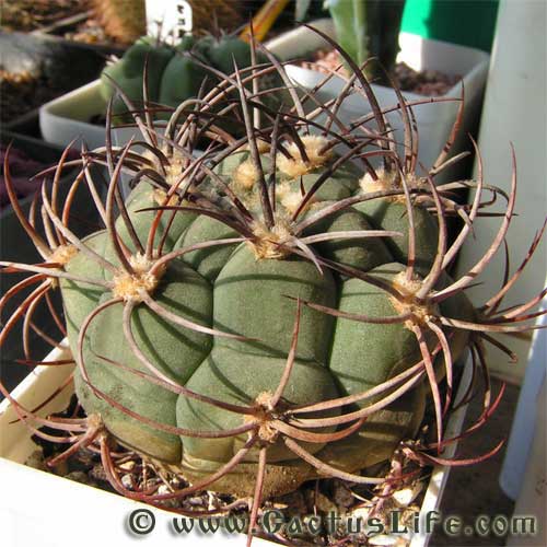 Gymnocalycium saglione