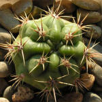 Gymnocalycium achirasense v orientale LB 332