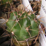 Gymnocalycium achirasense v orientale LB 332