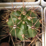 Gymnocalycium achirasense v orientale LB 332