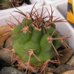 Gymnocalycium carmianthum STO 89-259/1