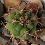 Gymnocalycium carmianthum STO 89-259/1