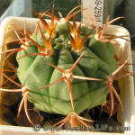 Gymnocalycium carmianthum STO 89-259/1