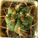 Gymnocalycium carmianthum STO 89-259/1