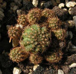 Lobivia arachnacantha