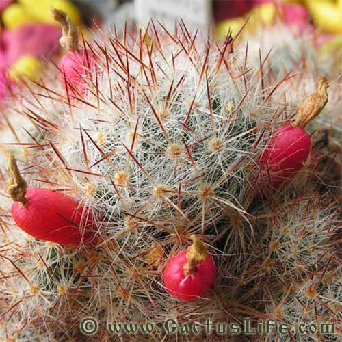 Mammillaria Prolifera