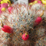 Mammillaria Prolifera