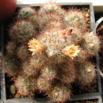 Mammillaria Prolifera