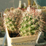 Mammillaria fraileana