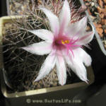 Mammillaria fraileana