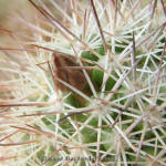 Mammillaria fraileana