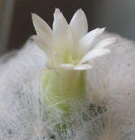 Mammillaria Plumosa