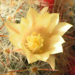 Mammillaria prolifera