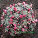 Mammillaria Prolifera