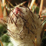 Notocactus submammulosus