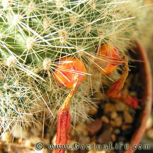 Rebutia Minuscula