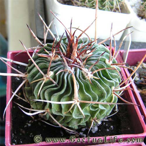 Stenocactus lamellosus