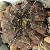 Gymnocalycium asterium paucispinum