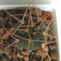 Gymnocalycium hossei P226