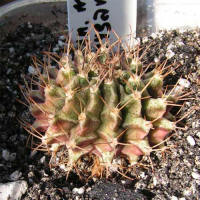 Gymnocalycium mihanovichii var. rysanekianum