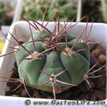 Gymnocalycium nigriareolatum v simoi P39