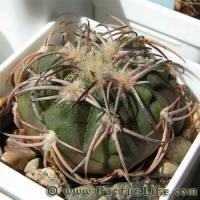 Gymnocalycium spegazzinii var. punillense VS79