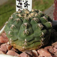 Gymnocalycium stellatum var. flavispinum