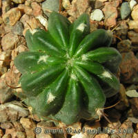 Lobivia tegeleriana var. akersii R387