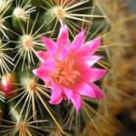 Mammillaria rekoi ssp. aureispina