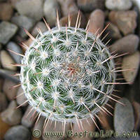 Mammillaria geminispina