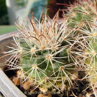 Parodia ocampoi ssp. zecheri