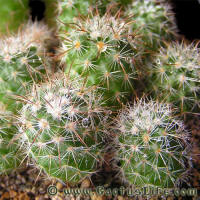 Parodia rauschii VG094