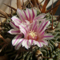 Echinofossulocactus sp