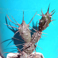 Tephrocactus polyacanthus